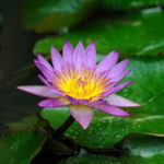 Lotus flower portraying mindfulness