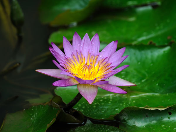 Lotus flower portraying mindfulness